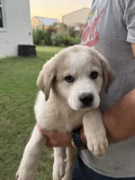 Hundred Spot, a female Anatolian Shepherd Dog and Great Pyrenees for sale in Tulsa, OK – 1 of 4
