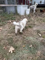 Big Spot, a male Anatolian Shepherd Dog and Great Pyrenees for sale in Tulsa, OK – 3 of 5
