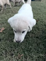 Chunkster, a male Anatolian Shepherd Dog and Great Pyrenees for sale in Tulsa, OK – 2 of 5