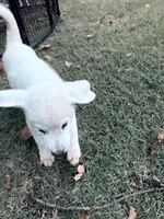 Chunkster, a male Anatolian Shepherd Dog and Great Pyrenees for sale in Tulsa, OK – 4 of 5