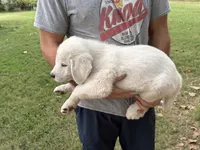 Chunkster, a male Anatolian Shepherd Dog and Great Pyrenees for sale in Tulsa, OK – 3 of 5