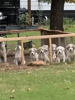 Patches, a female Anatolian Shepherd Dog and Great Pyrenees for sale in Tulsa, OK – 3 of 5