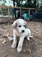 Hundred Spot, a female Anatolian Shepherd Dog and Great Pyrenees for sale in Tulsa, OK – 4 of 4