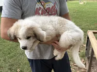 Big Spot, a male Anatolian Shepherd Dog and Great Pyrenees for sale in Tulsa, OK – 2 of 5