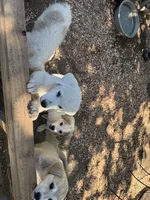 Luga, a female Anatolian Shepherd Dog and Great Pyrenees for sale in Tulsa, OK – 4 of 4