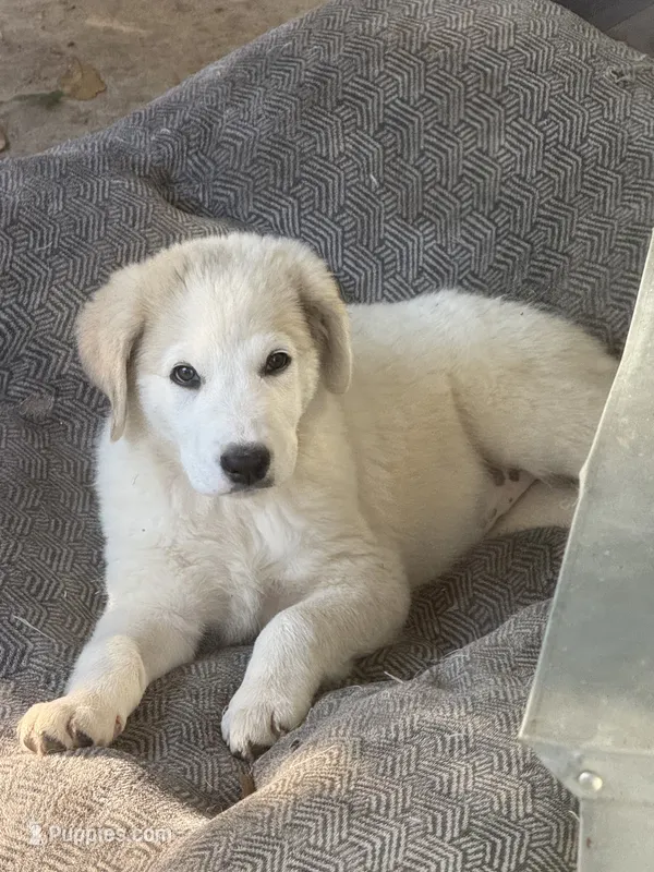 Patches – Anatolian Shepherd Dog, Great Pyrenees puppy for sale in Tulsa, OK