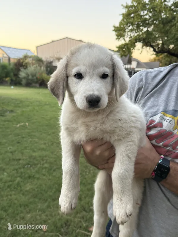 Patches – Anatolian Shepherd Dog, Great Pyrenees puppy for sale in Tulsa, OK