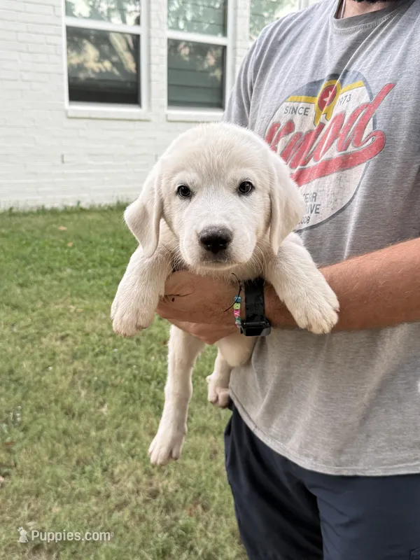 Chunkster – Anatolian Shepherd Dog, Great Pyrenees puppy for sale in Tulsa, OK
