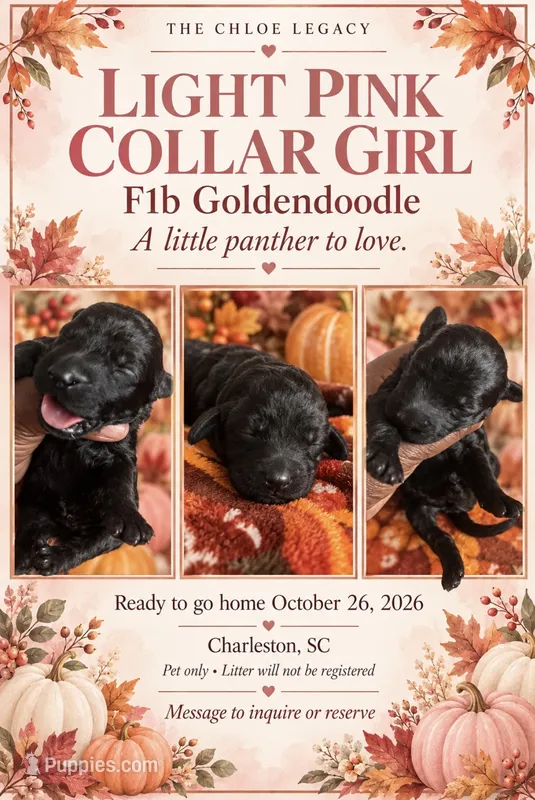Light pink  – Goldendoodle, Poodle - Standard  puppy for sale in Ladson, SC
