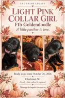 Light pink , a female Goldendoodle and Poodle - Standard  for sale in Ladson, SC – 1 of 1