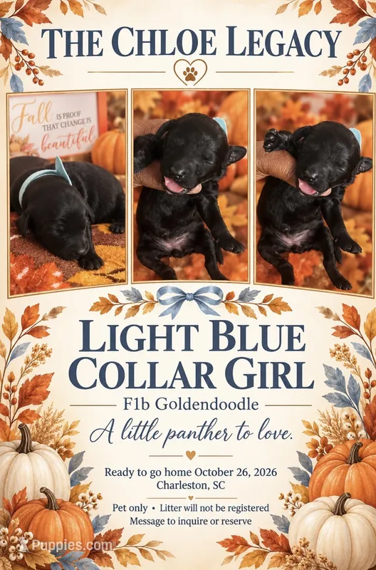 Light blue girl – Goldendoodle, Poodle - Standard  puppy for sale in Ladson, SC