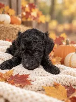 Brown, a female Goldendoodle and Poodle - Standard  for sale in Ladson, SC – 3 of 3