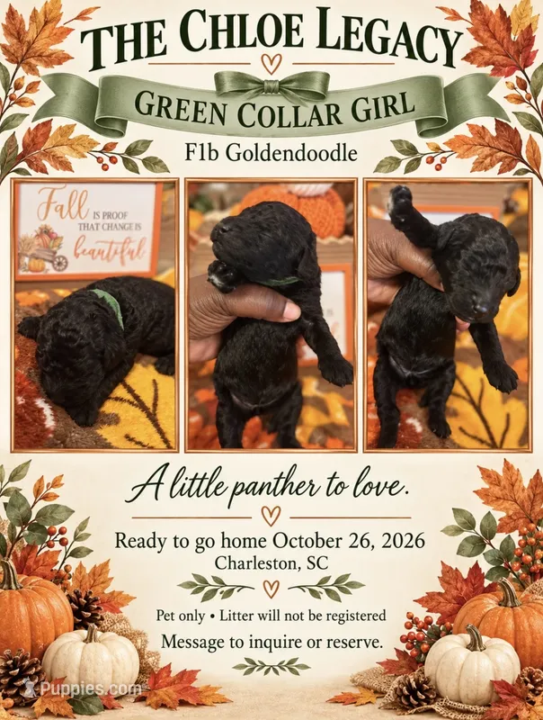 Green Collar Green – Goldendoodle, Poodle - Standard  puppy for sale in Ladson, SC