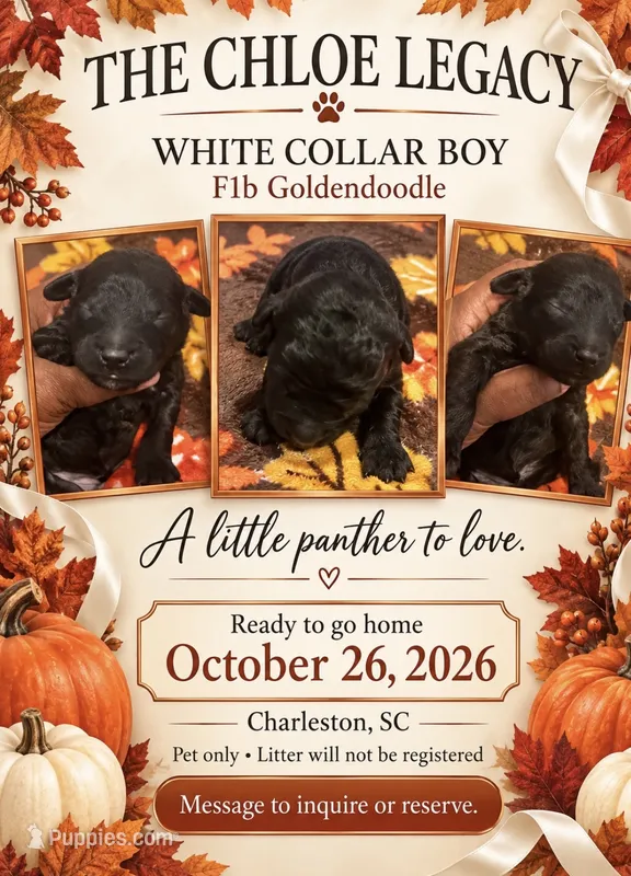 White Collar Boy – Goldendoodle, Poodle - Standard  puppy for sale in Ladson, SC