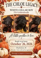 White Collar Boy, a male Goldendoodle and Poodle - Standard  for sale in Ladson, SC – 1 of 1
