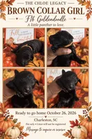 Brown, a female Goldendoodle and Poodle - Standard  for sale in Ladson, SC – 2 of 3
