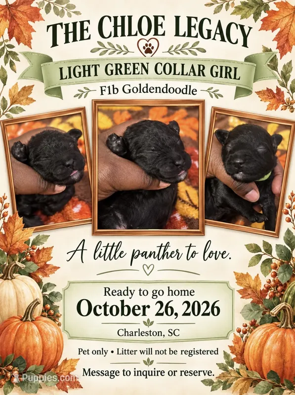 Light Green Collar Girl – Goldendoodle, Poodle - Standard  puppy for sale in Ladson, SC