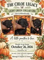 Light Green Collar Girl, a female Goldendoodle and Poodle - Standard  for sale in Ladson, SC – 1 of 1