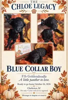 Blue, a male Goldendoodle and Poodle - Standard  for sale in Ladson, SC – 2 of 4