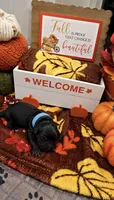 Blue, a male Goldendoodle and Poodle - Standard  for sale in Ladson, SC – 1 of 1