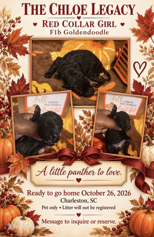 Red Collar Girl (Runt) – Goldendoodle, Poodle - Standard  puppy for sale in Ladson, SC
