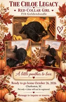 Red Collar Girl (Runt), a female Goldendoodle and Poodle - Standard  for sale in Ladson, SC – 1 of 1
