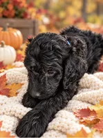 Blue, a male Goldendoodle and Poodle - Standard  for sale in Ladson, SC – 3 of 4