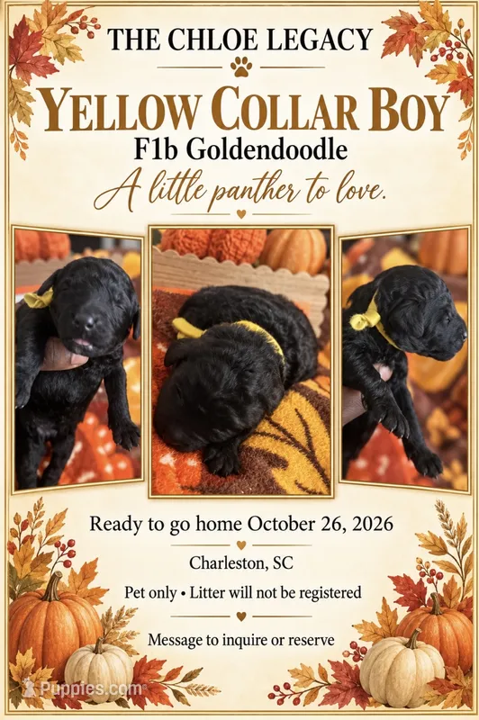 Yellow collar boy – Goldendoodle, Poodle - Standard  puppy for sale in Ladson, SC