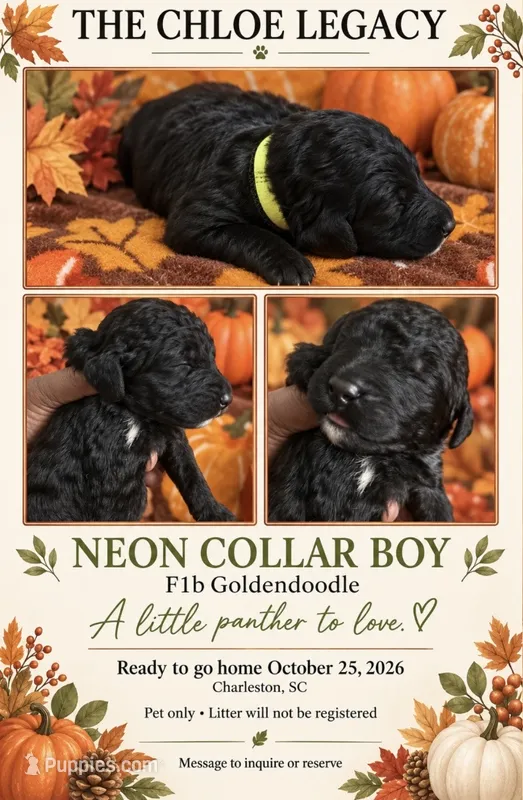 Neon collar boy – Goldendoodle, Poodle - Standard  puppy for sale in Ladson, SC