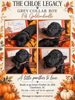 Grey collar boy, a male Goldendoodle and Poodle - Standard  for sale in Ladson, SC – 1 of 2