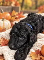 Blue, a male Goldendoodle and Poodle - Standard  for sale in Ladson, SC – 4 of 4
