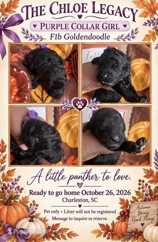 Purple collar girl – Goldendoodle, Poodle - Standard  puppy for sale in Ladson, SC