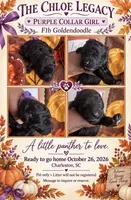 Purple collar girl, a female Goldendoodle and Poodle - Standard  for sale in Ladson, SC – 1 of 1