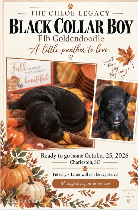 Black collar boy – Goldendoodle, Poodle - Standard  puppy for sale in Ladson, SC