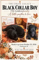 Black collar boy, a male Goldendoodle and Poodle - Standard  for sale in Ladson, SC – 1 of 1