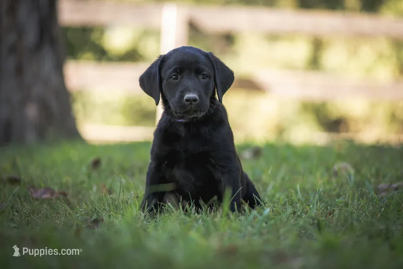 Orange collar – Labrador Retriever puppy for sale in Vonore, TN
