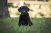 Orange collar, a female Labrador Retriever for sale in Vonore, TN – 1 of 1