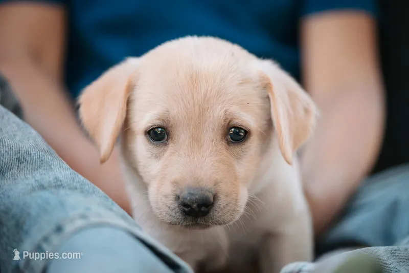 Light Blue – Labrador Retriever puppy for sale in Vonore, TN