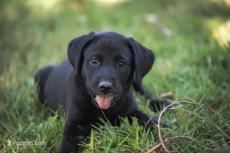 White collar – Labrador Retriever puppy for sale in Vonore, TN