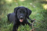White collar, a female Labrador Retriever for sale in Vonore, TN – 1 of 1