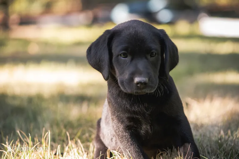 Yellow – Labrador Retriever puppy for sale in Vonore, TN