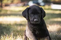 Yellow, a female Labrador Retriever for sale in Vonore, TN – 1 of 1