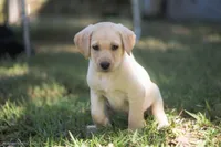 Black collar, a female Labrador Retriever for sale in Vonore, TN – 1 of 1