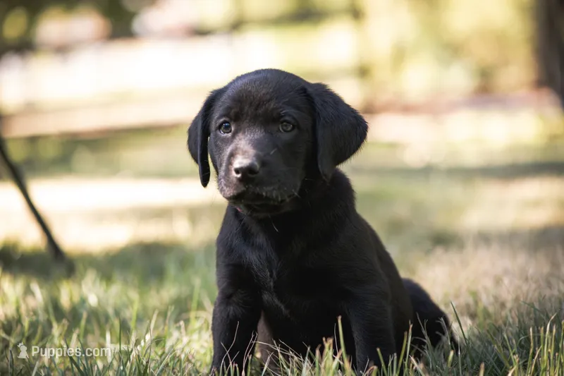 Pink collar – Labrador Retriever puppy for sale in Vonore, TN