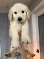 Light pink , a female Golden Retriever for sale in Modesto, CA – Photo 1 of 2