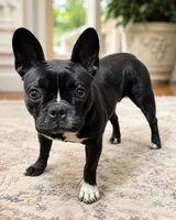 Scooter, a female French Bulldog for sale in Columbus, OH – 1 of 1