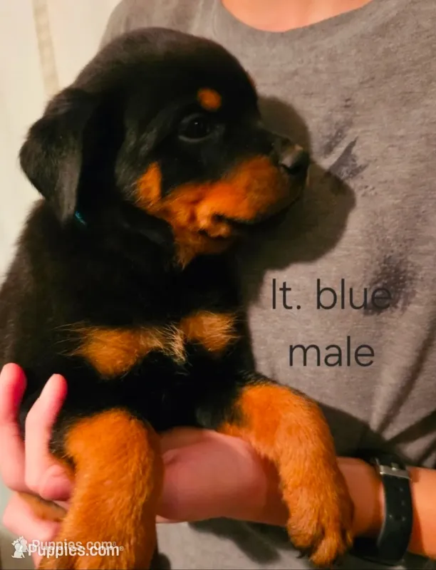 Cyan - lt blue, a male Rottweiler for sale in Hamilton, MI – 1 of 10