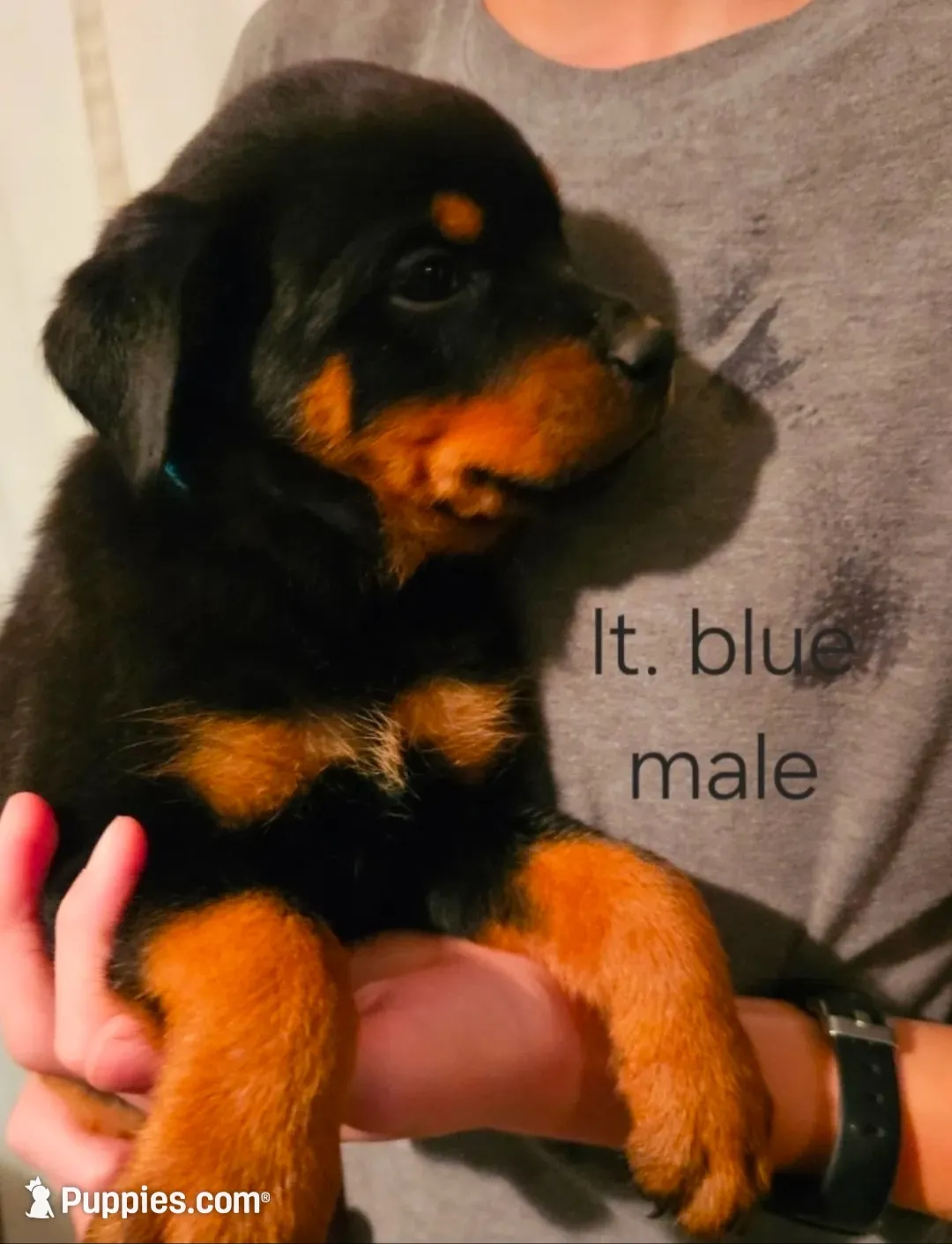 Cyan - lt blue, a male Rottweiler for sale in Hamilton, MI – 1 of 10