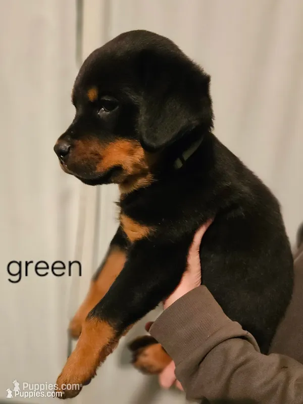 Forest  - green – Rottweiler puppy for sale in Hamilton, MI