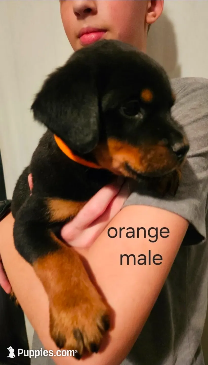 Clay - orange, a male Rottweiler for sale in Hamilton, MI – 1 of 10
